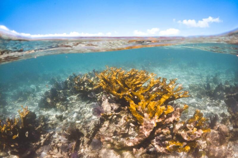 Snorkling is one of the best things to do in San Pedro. 