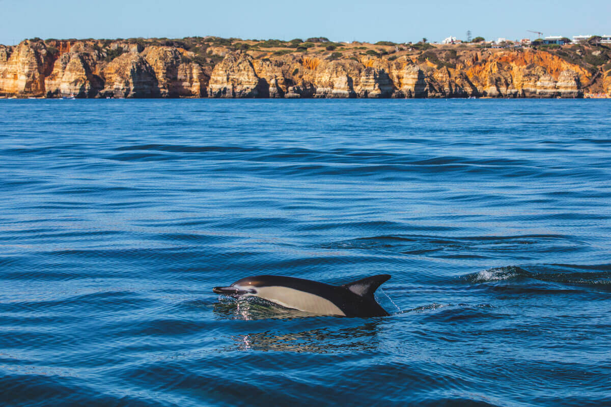 You'll see plenty of dolphins swimming around Lagos.