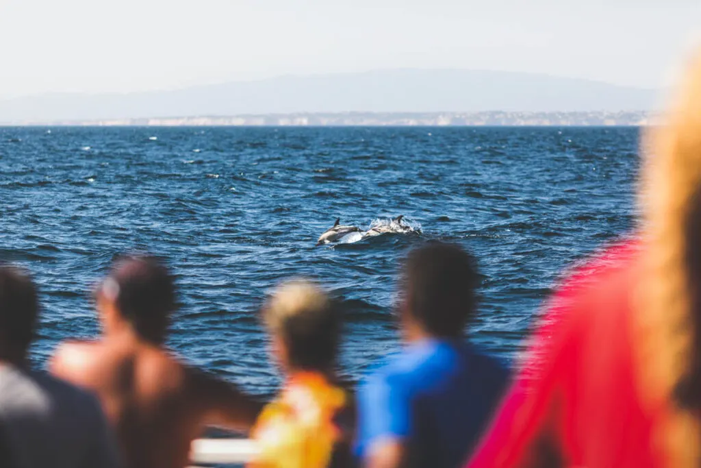 Try a dolphin watching experience by boat for things to do in Albufeira.