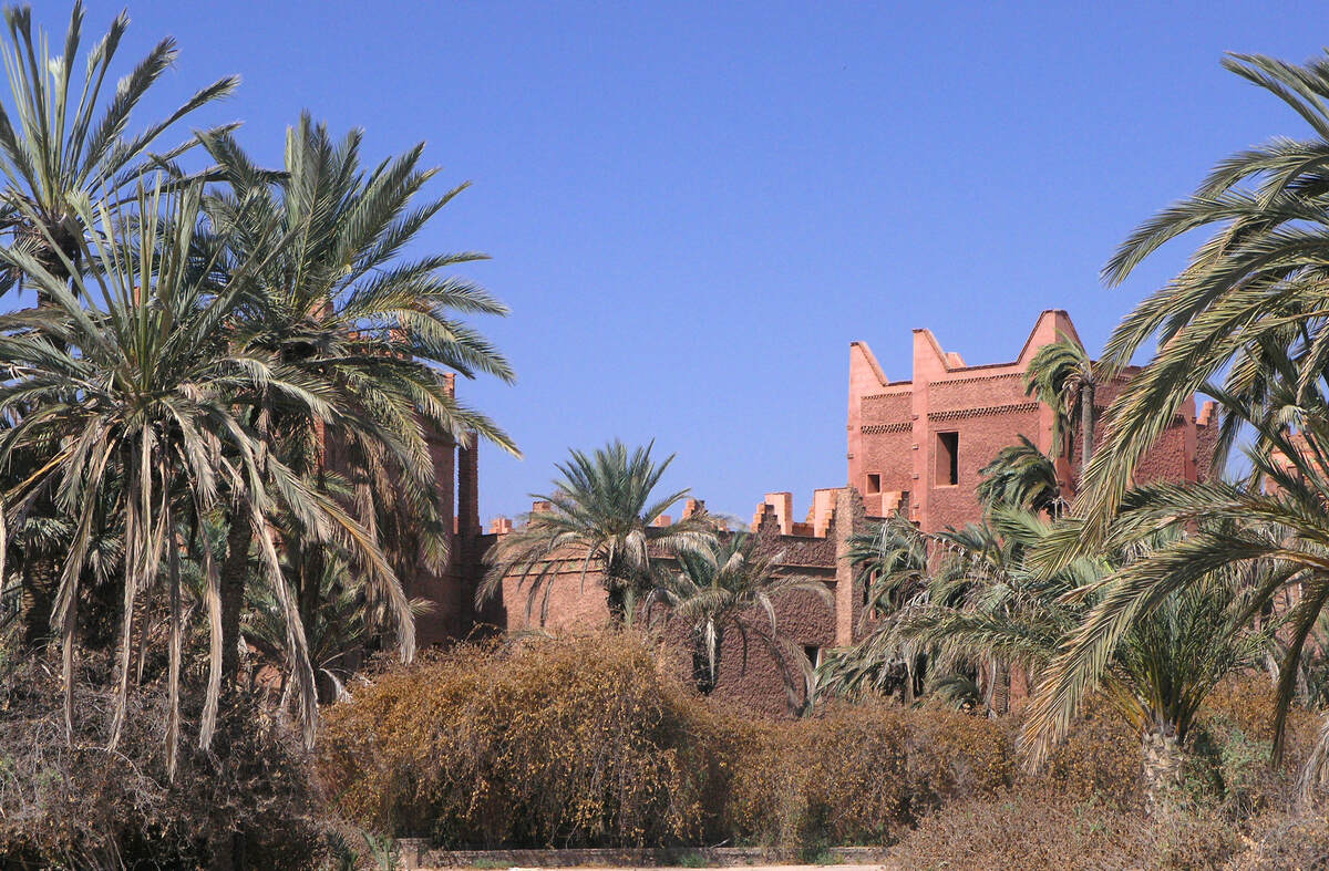 Palmeraie buildings and trees on day trips from Marrakech