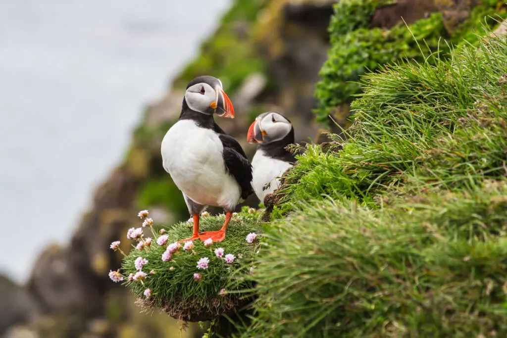 Puffins on cliff on day tours from Reykjavik