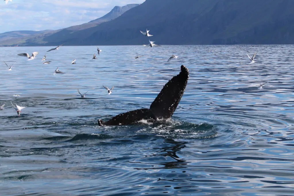 Whale watching day tours from Reykjavik