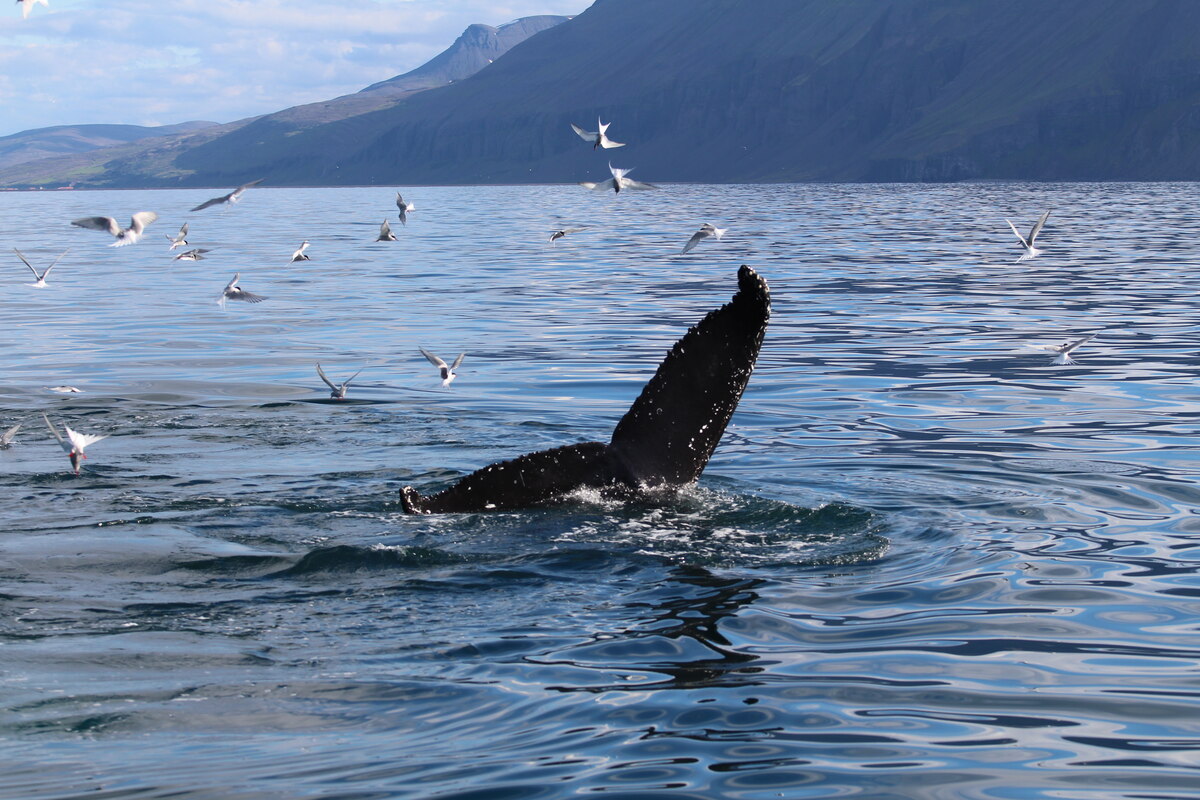 Whale watching day tours from Reykjavik