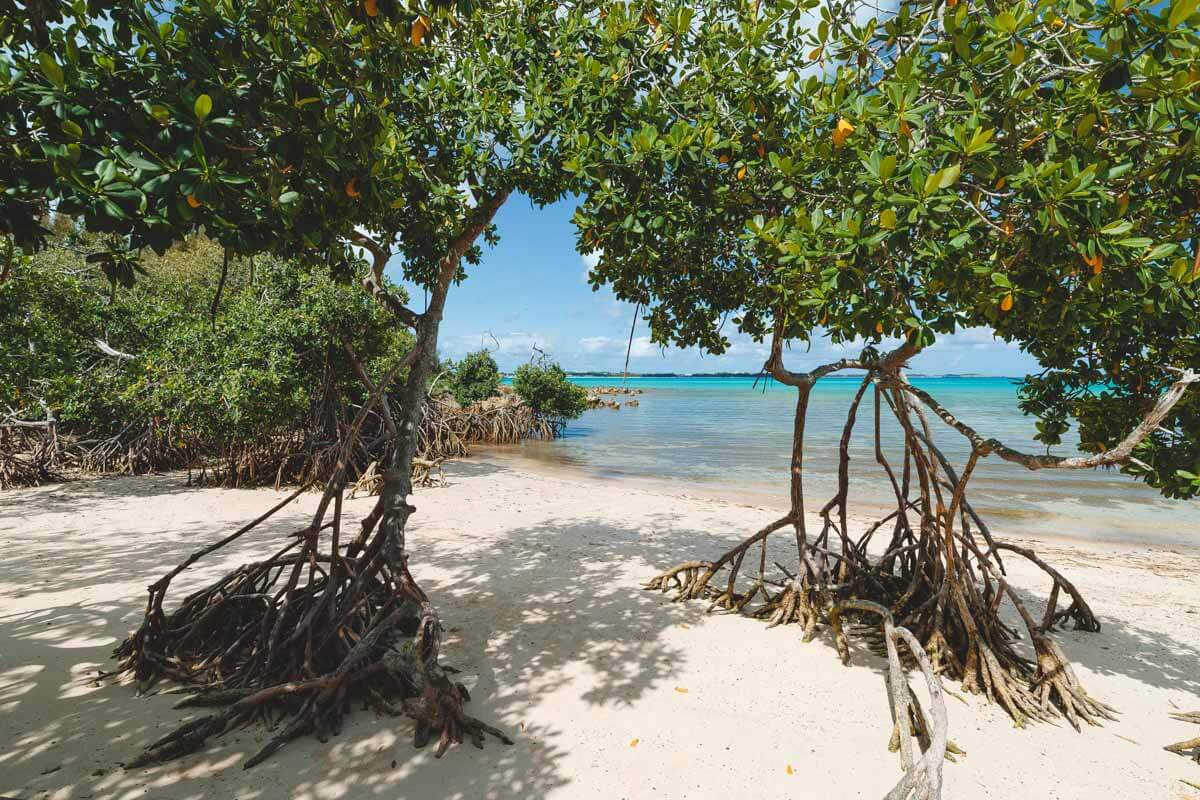 Sandy beach mangroves at Blue Hole Park, Bermuda