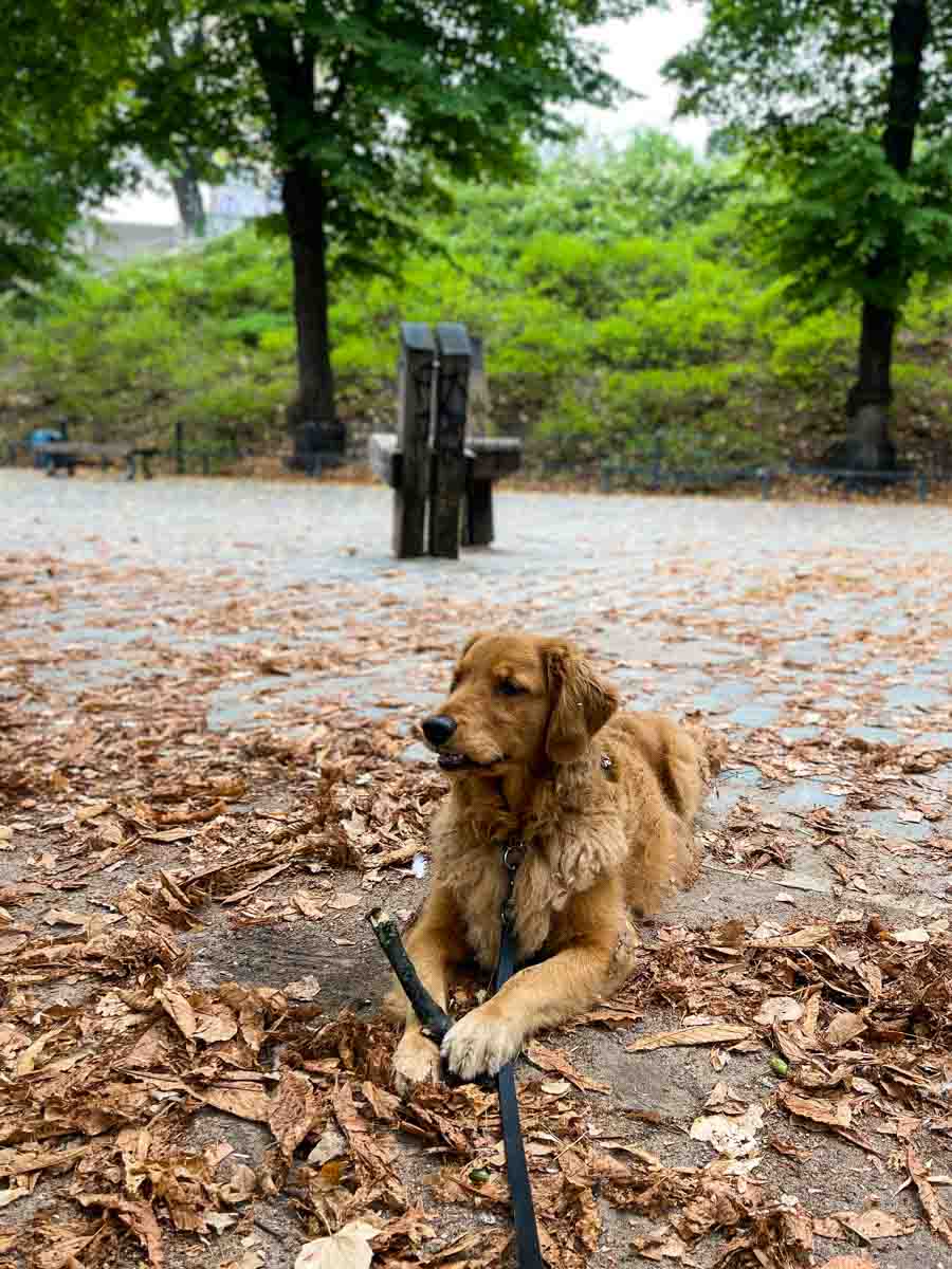 Cheddar the dog in leaves with a stick at a park.