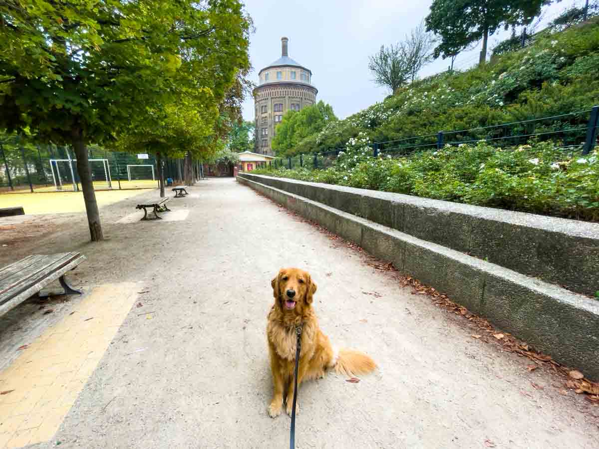 Cheddar the dog in Berlin at a park with a circular building in the back - She is sitting pretty for the pic for my TrustedHousesitters review!