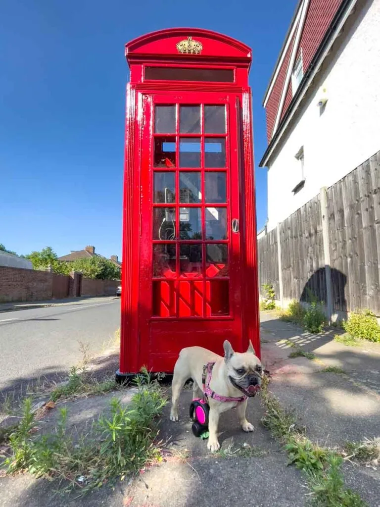 Lola the dog at a phonebox as part of a TrustedHousesitters review