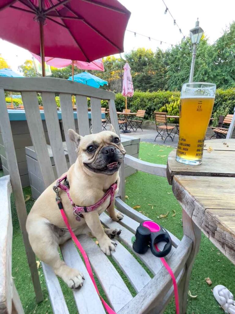 Lola the dog at the pub as part of a TrustedHousesitters review