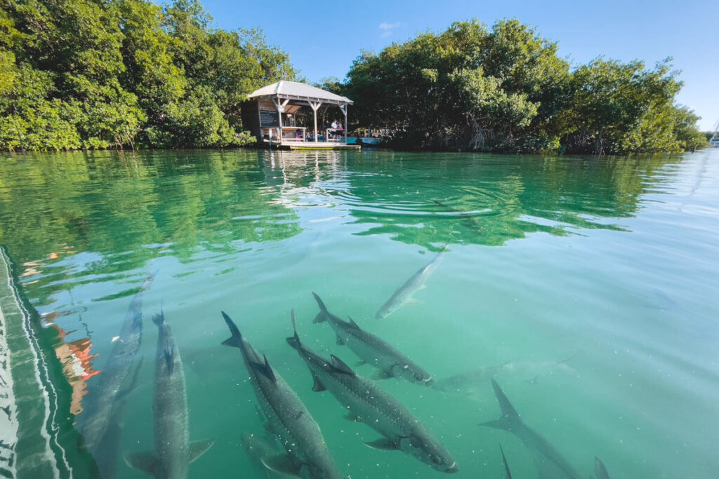 Tarpon feeding for things to do in Caye Caulker