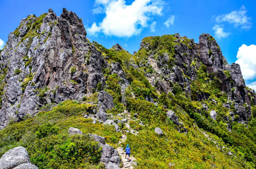 hiker pinnacles track hike for things to do in The Coromandel