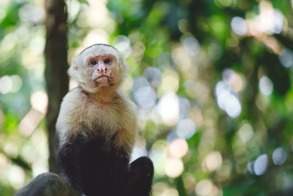 Wildlife like Capuchin monkeys, can be seen at Manuel Antonio National Park.