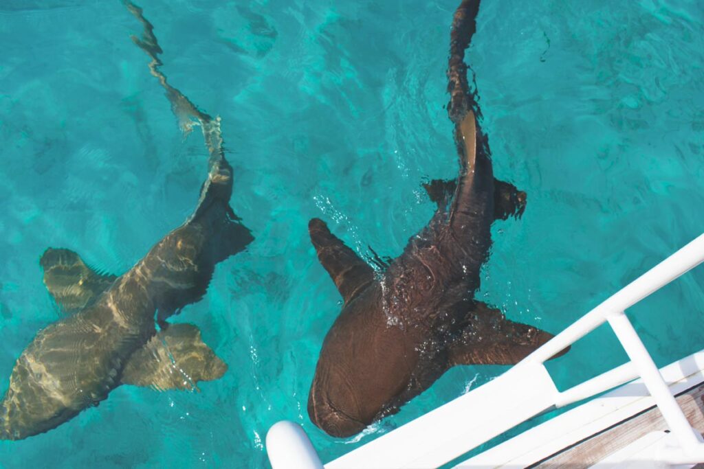 You can see nurse sharks off your boat.