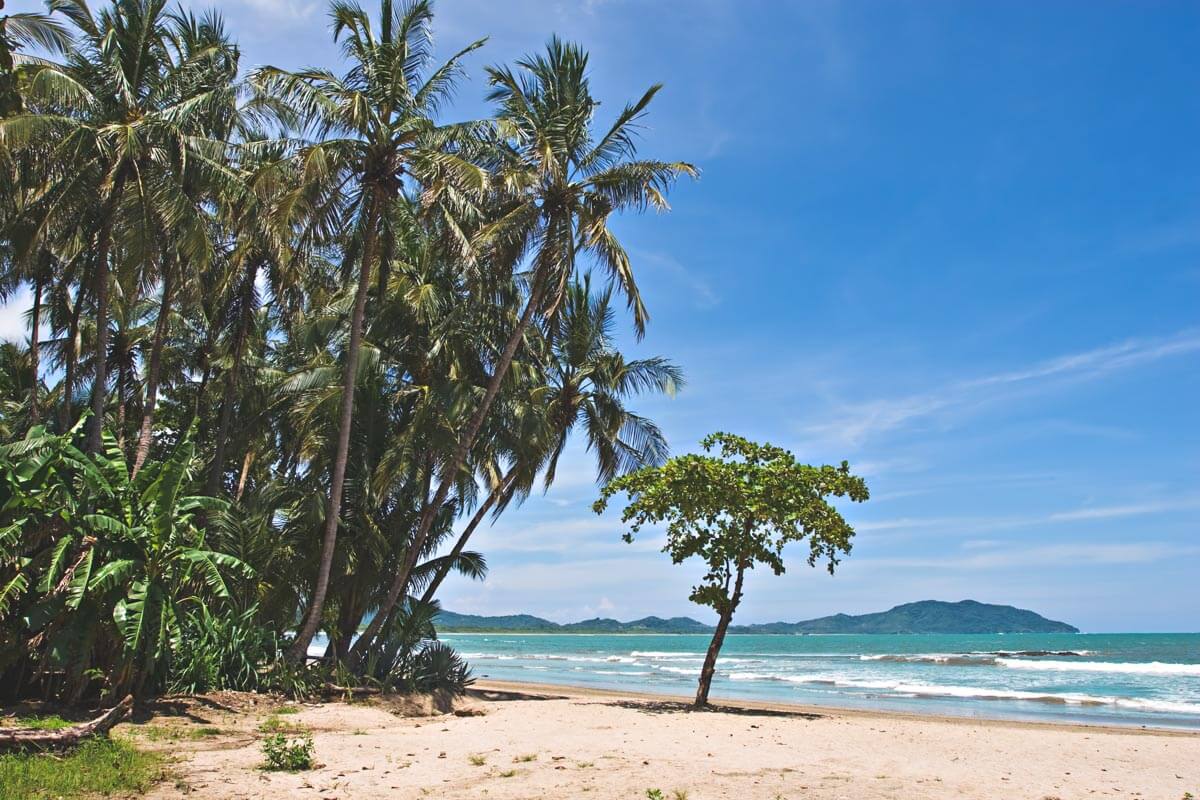 Beautiful palm trees and another lone tree along the shores of Tamarindo Beach with a great view across the ocean.