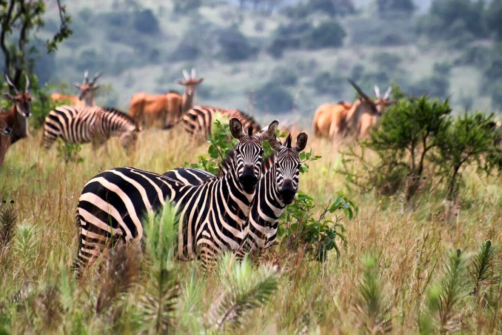 You'll see zebras at Akagera National Park in Rawanda.