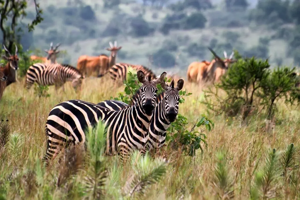 You'll see zebras at Akagera National Park in Rawanda.