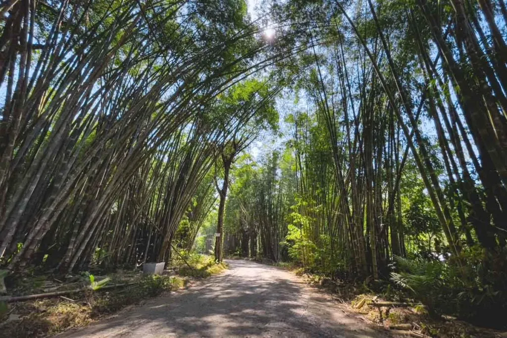 The bamboo forest lining the road into the Uvita secret swimming holes.