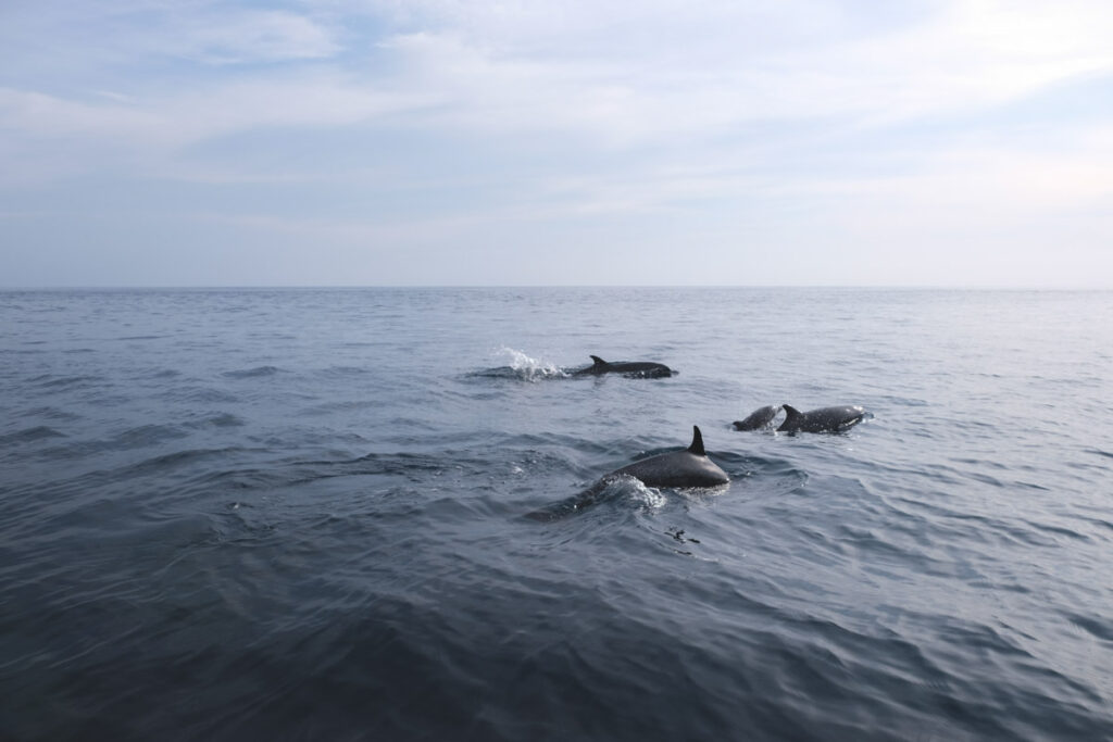A pod of dolphins breaking the surface of the ocean near Samara Beach.
