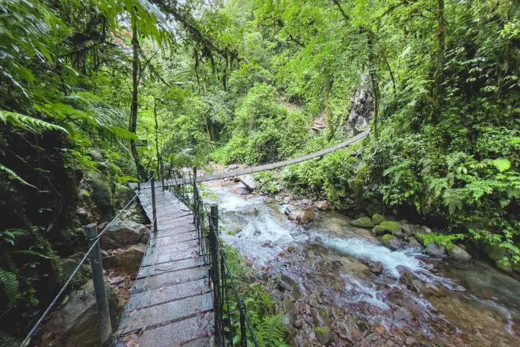 Hiking path on El Tigre hike in Monteverde