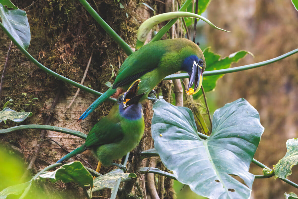 Toucan in Santa Elena Cloud Forest Monteverde