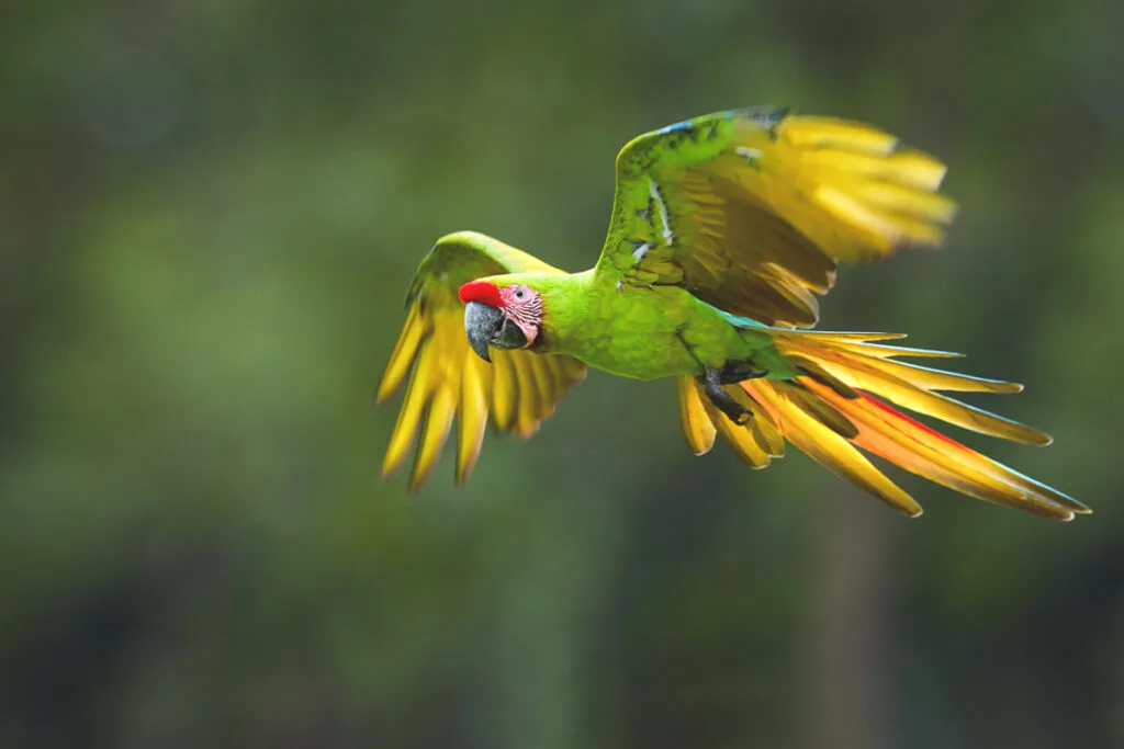 A Great Green Macaw parrot mid-flight in Costa Rica.