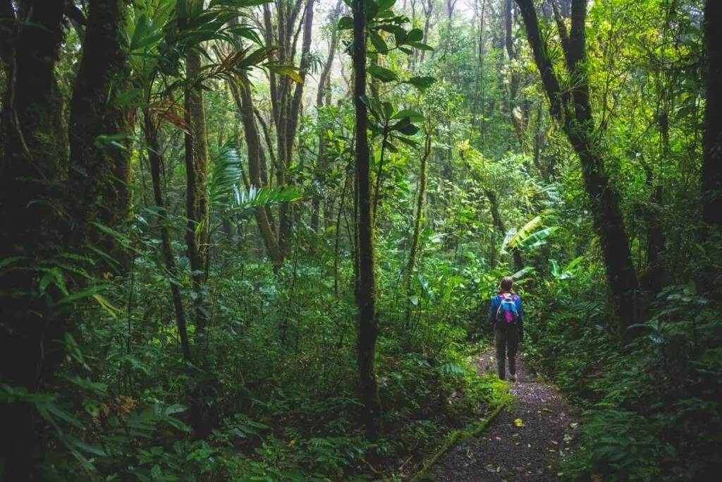 Hiking through Children's Eternal Rainforest is a less popular thing to do in Monteverde