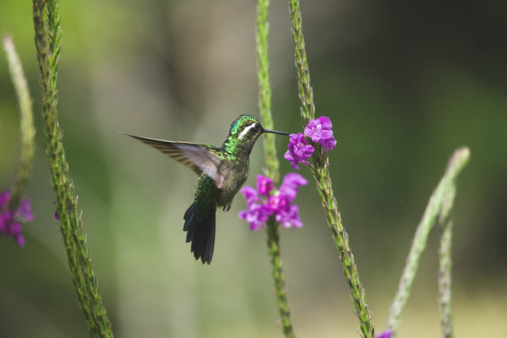 Green Crowned Brilliant Hummingbird on Purple Flower Curi Cancha Reserve