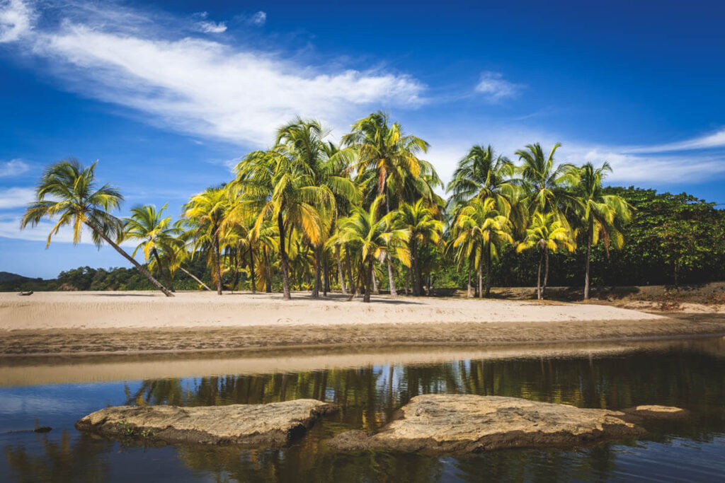 Tropical palm trees on Playa Carillo in Costa Rica.