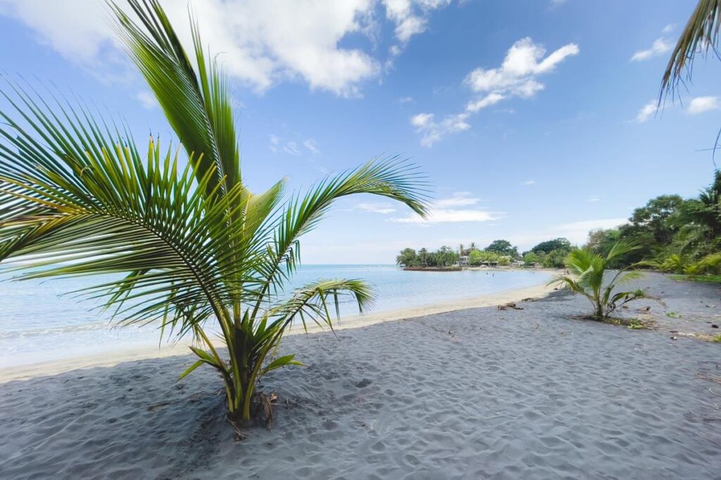 Palm trees on Playa Negra in Puerto Viejo.
