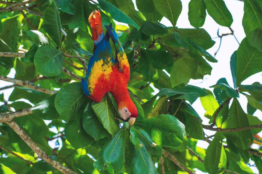 A scarlet macaw indulging in lunch in Corcovado National Park in Costa Rica.