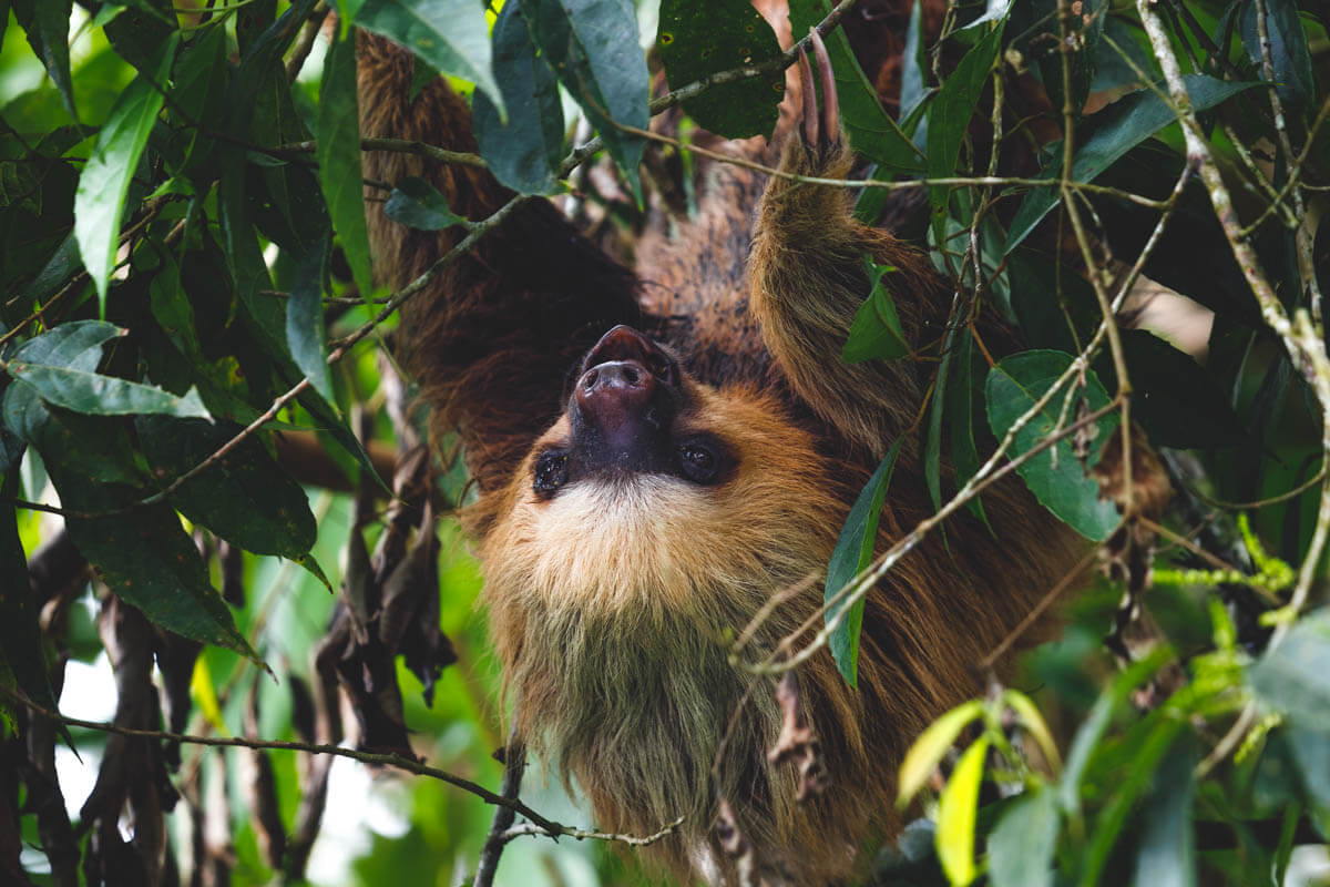 A Costa Rican sloth hanging from a tree.