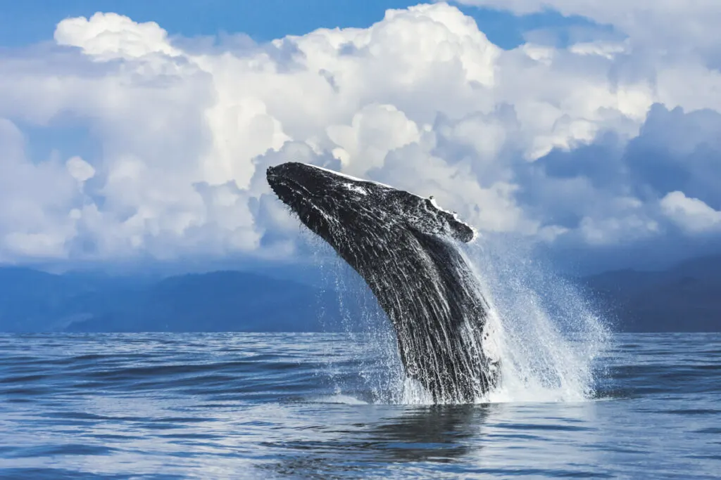 A springender buckelwal whale breaching from the ocean.