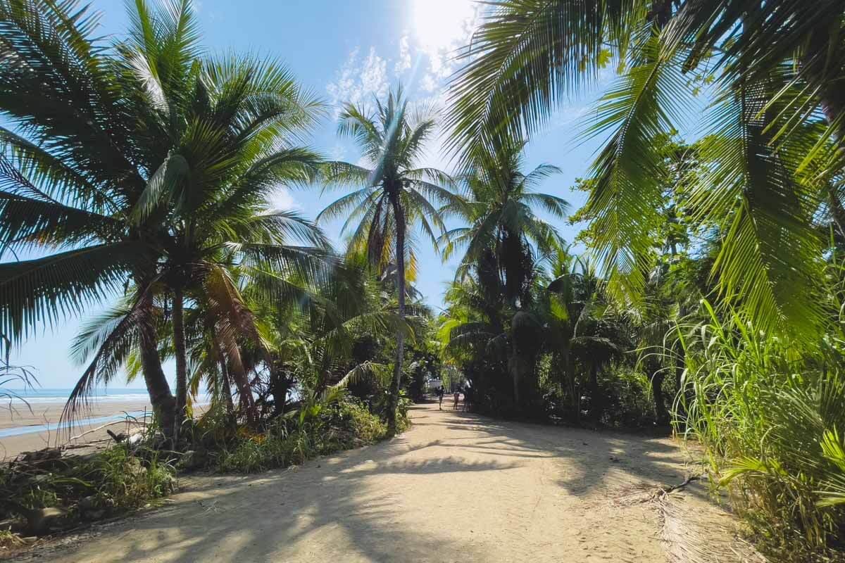Palm trees in Marino Ballena National Park.