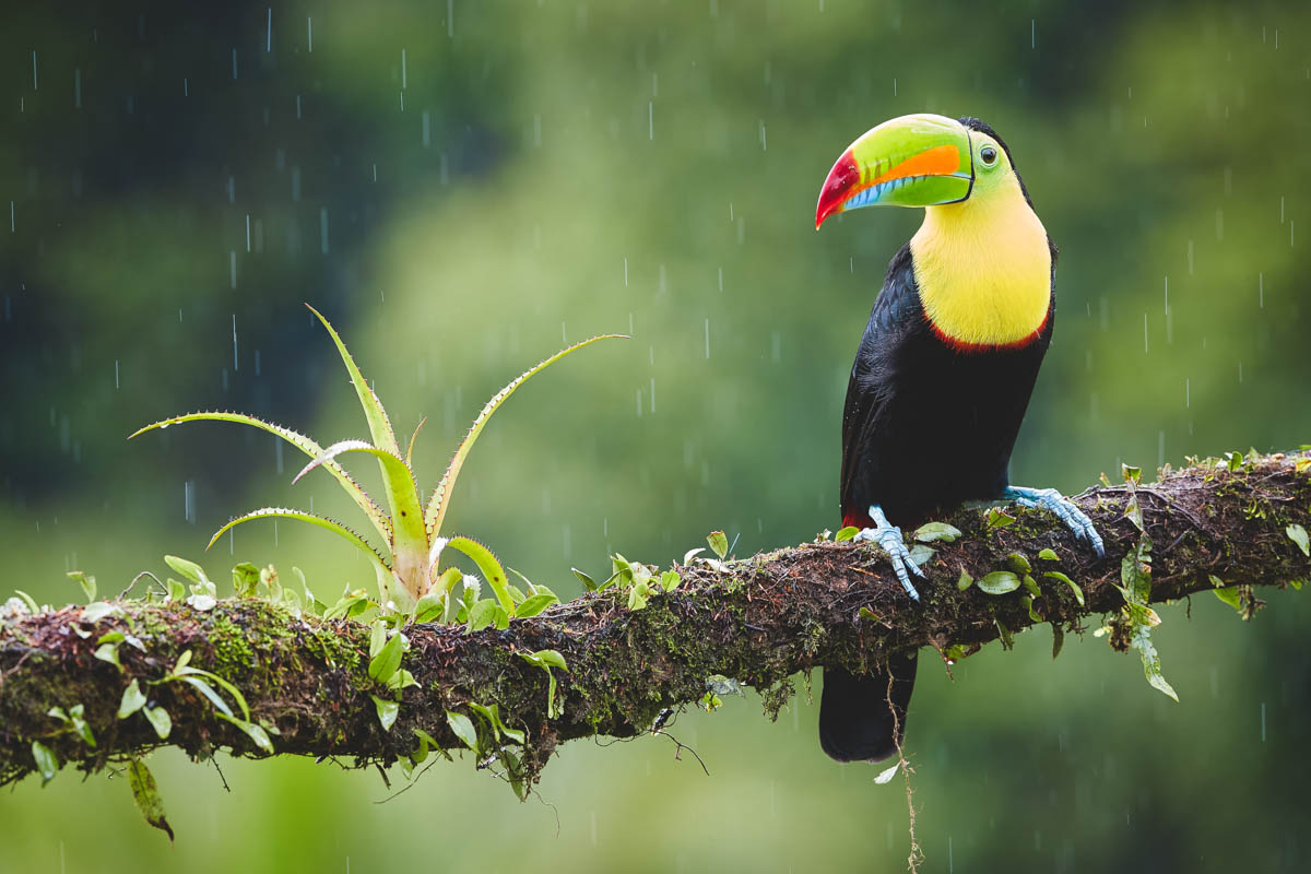 Costa Rican tropical Keel Billed Toucan sitting in the rain.