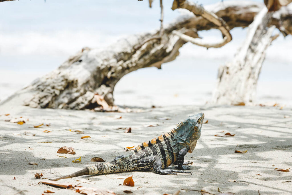 An iguana basks on a beach in the sun in Manuel Antonio National Park.