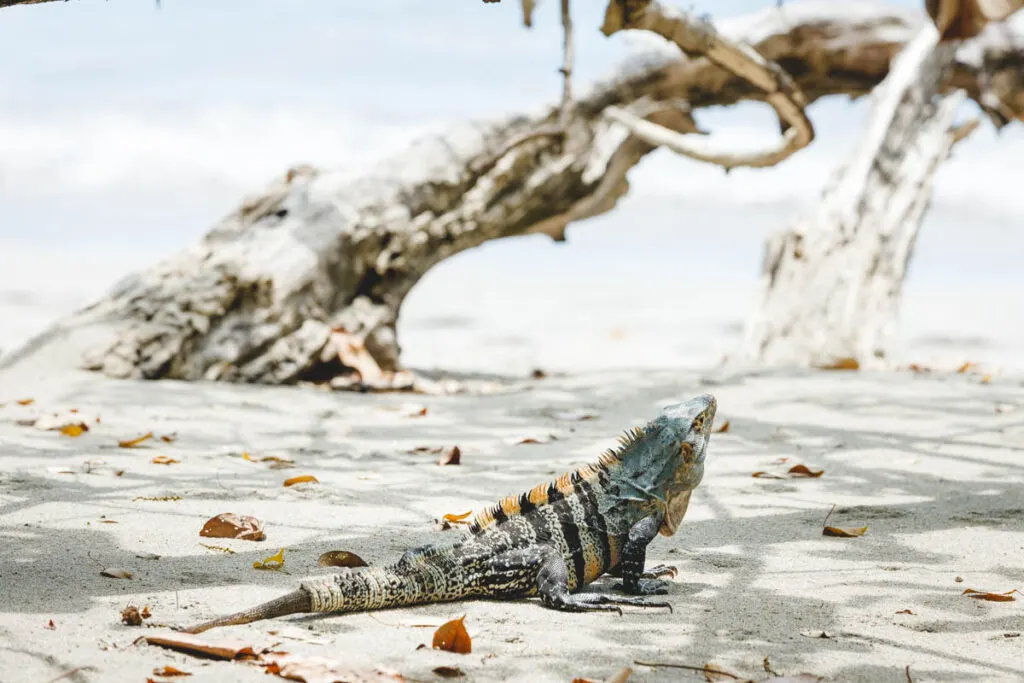 An iguana basks on a beach in the sun in Manuel Antonio National Park. An iguana basks on a beach in the sun in Manuel Antonio National Park.
