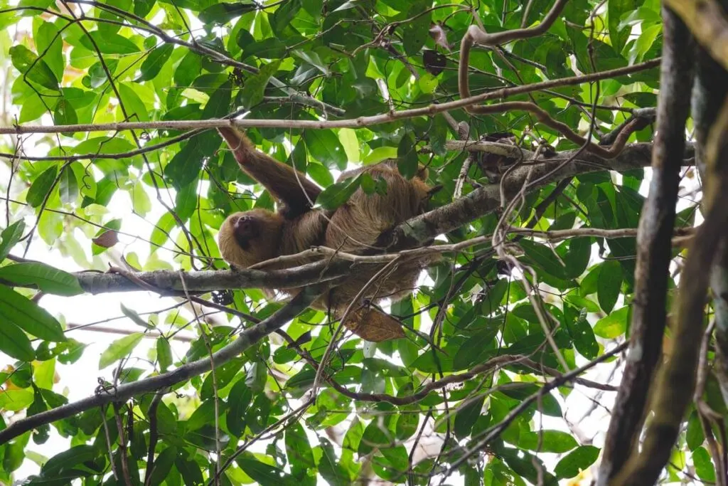 A sloth lazing in the branches of a tree in Manuel Antonio National Park.