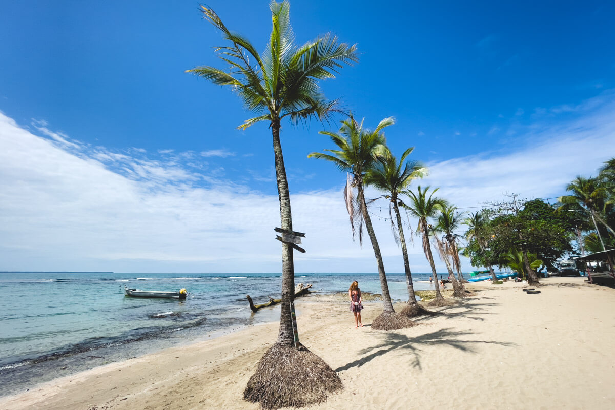 A line of palm trees along El Chino beach along the coastline of Puerto Viejo.