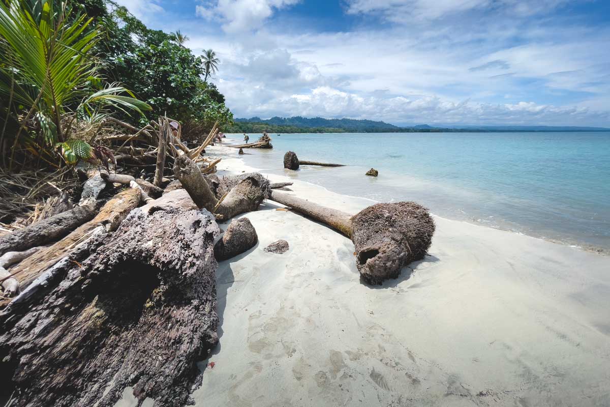 Upturned trees adding to the beauty of Playa Blanca in Cahuita National Park. Upturned trees adding to the beauty of Playa Blanca in Cahuita National Park.