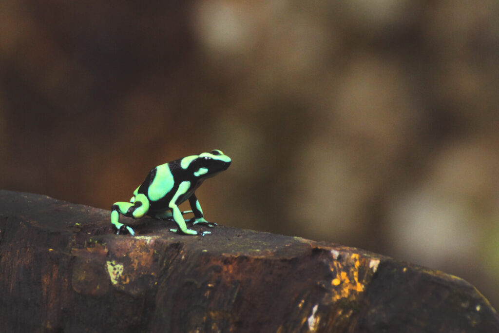 A green and black poison dart frog sitting on a log in the rainforest.