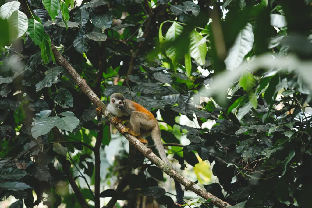 A grey crowned Central American squirrel money perched in the trees in Manuel Antonio National Park.