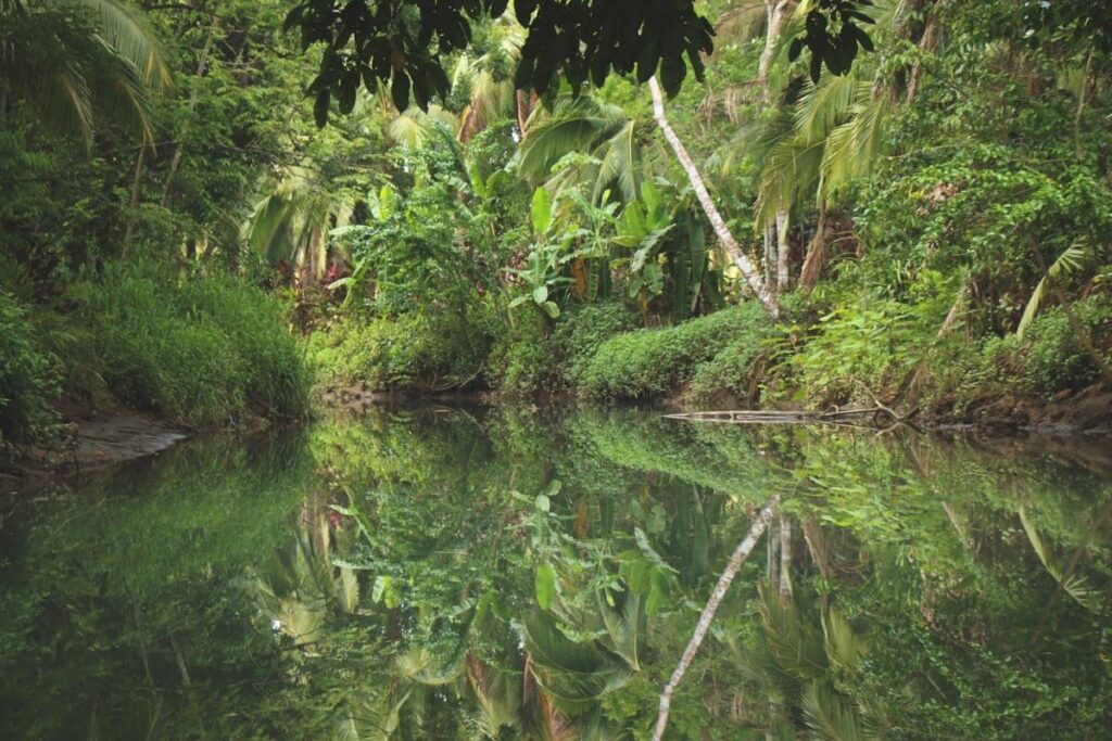A mangrove area in Manuel Antonio National Park.