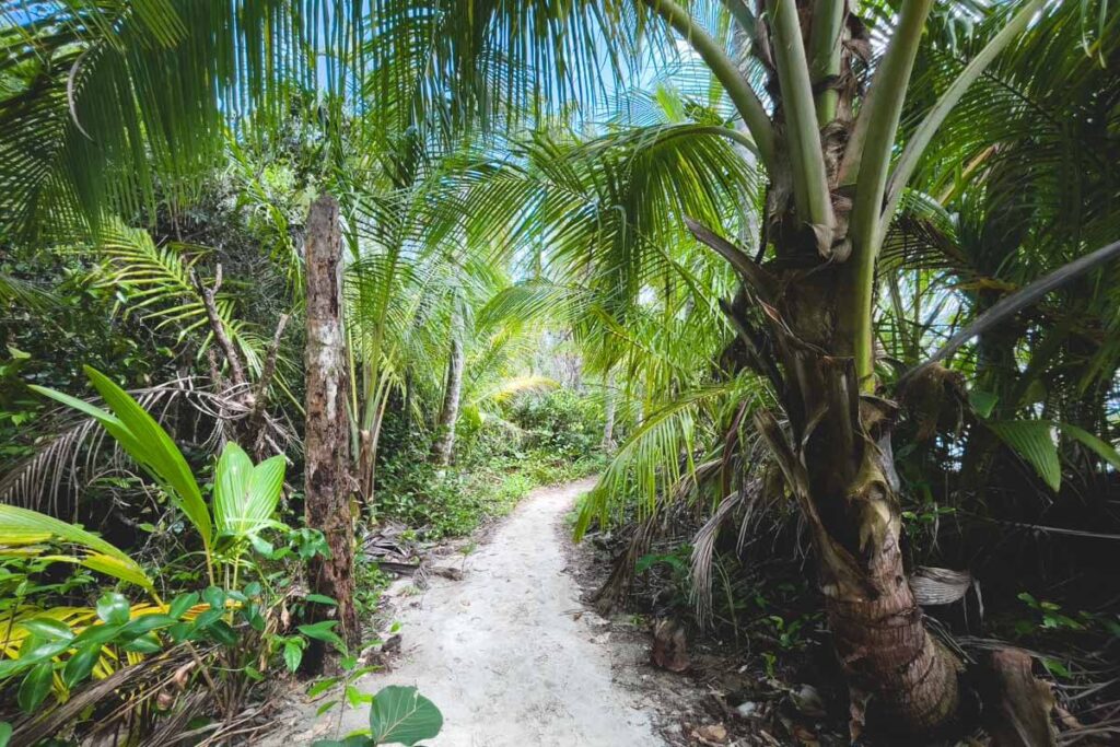 One of the many palm lined pathways that people walk down when hiking around Cahuita National Park.