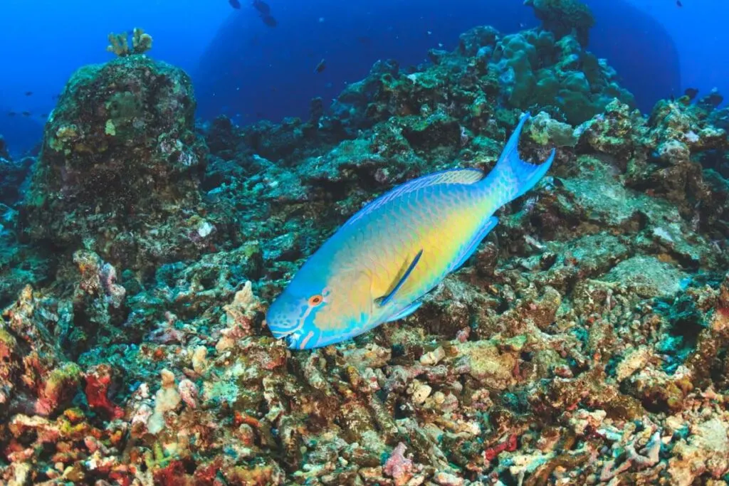 A colorful parrot fish feeding on the tropical coral reef.