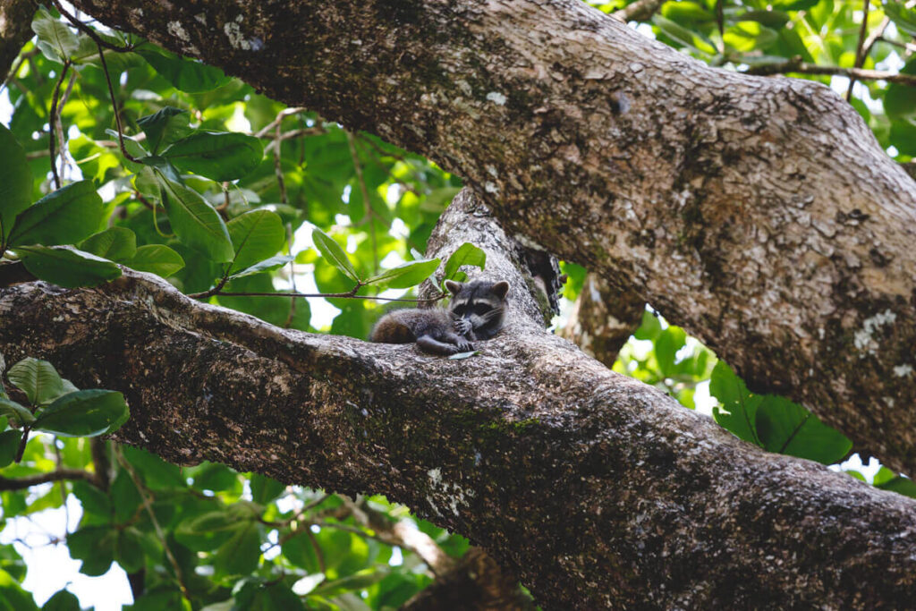 A racoon chilling in a tree in Cahuita National Park.