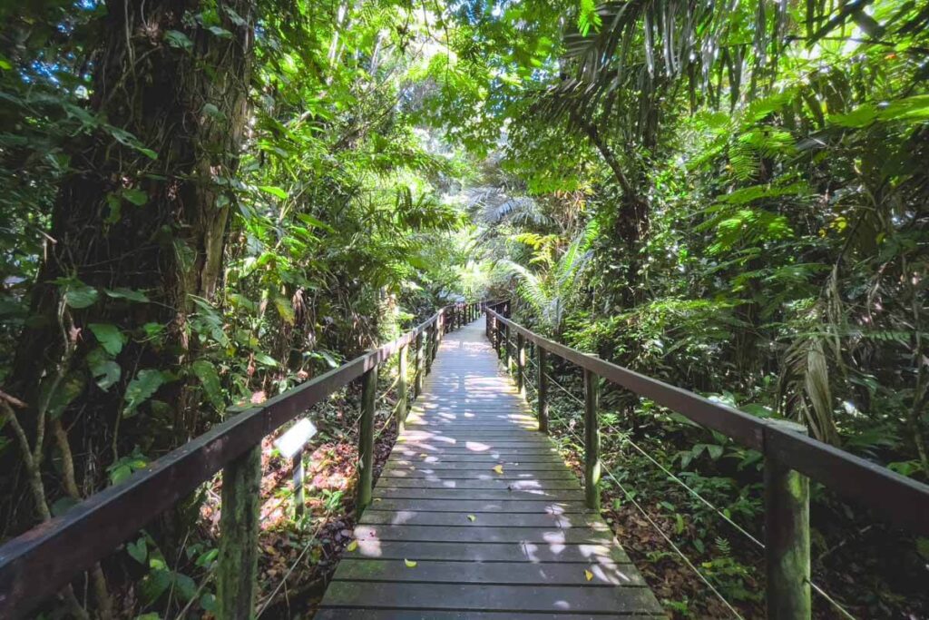A raised wooden walkway cutting through the tropical forest of Cahuita National Park.