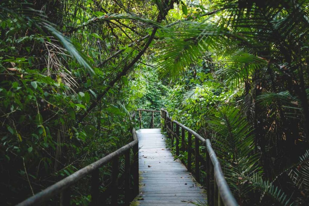 One of the wooden walkways that take you around Manuel Antonio National Park.