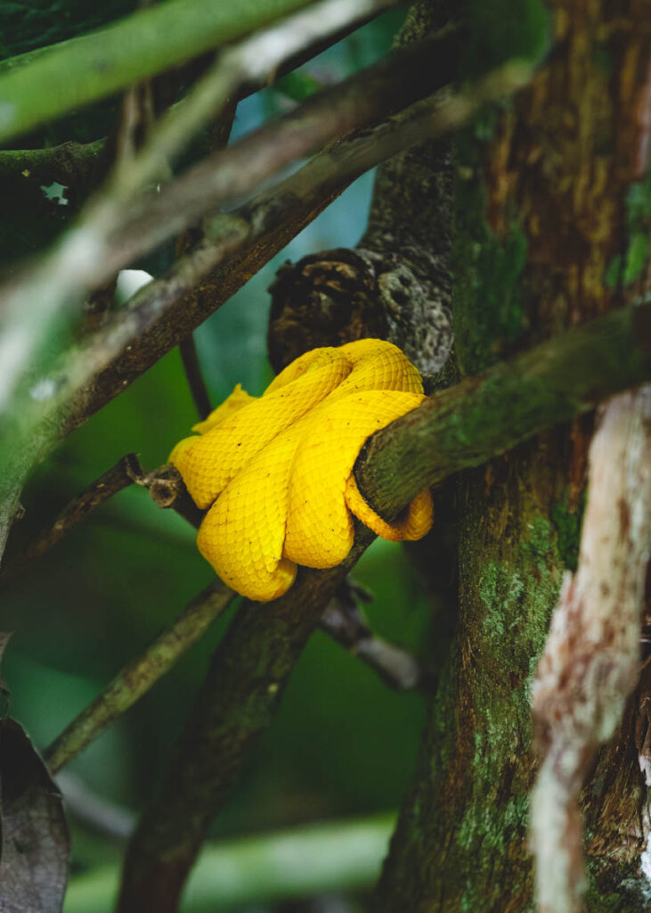 A yellow eyelash viper curled up in a tree - one of the venomous snakes in Cahuita National Park.