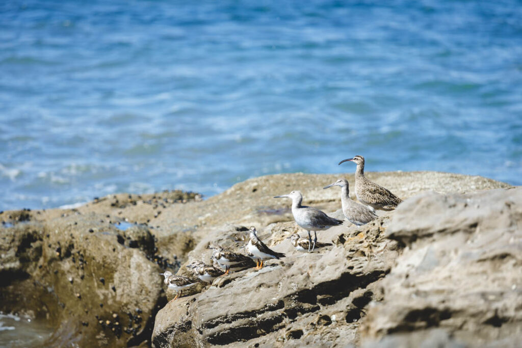 A family of sea birds lined up on a rock at Santa Teresa Beach.