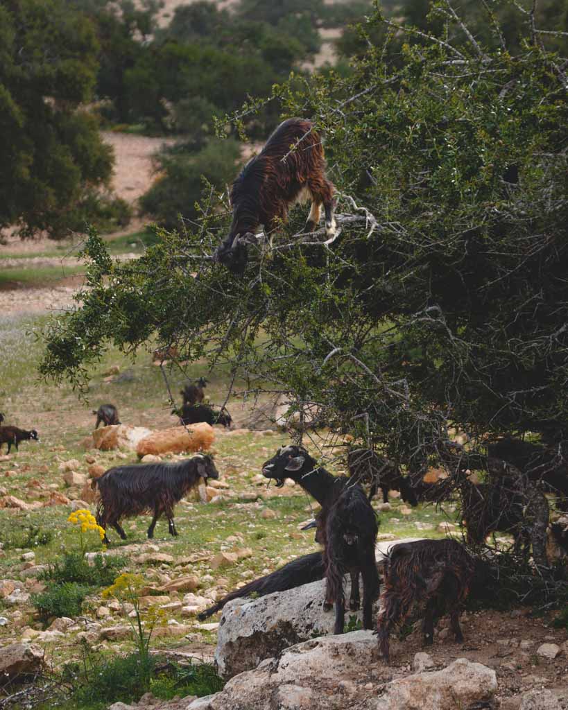 Goats in trees eating the Argan nuts. 
