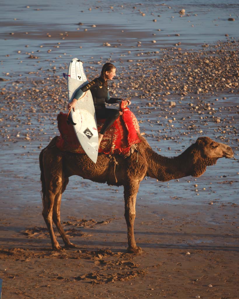 Surfer riding a camel to the surf break in Morocco.